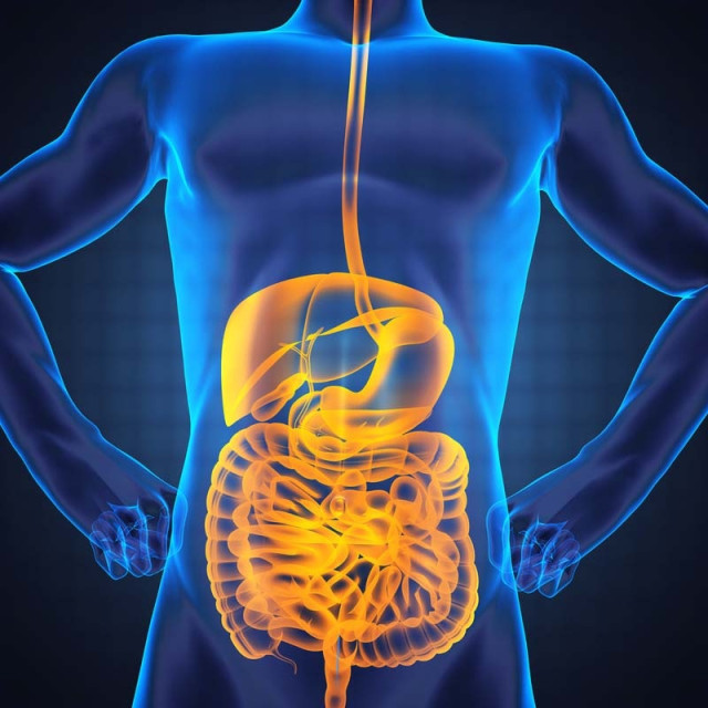 what-is-gut-health